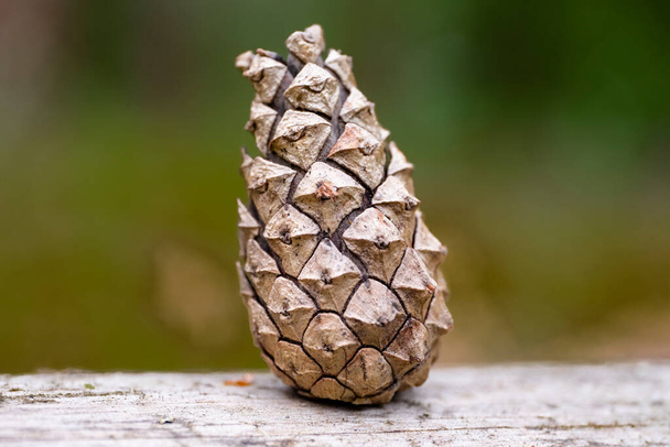 Photo of a fallen spruce cone. - Photo, Image
