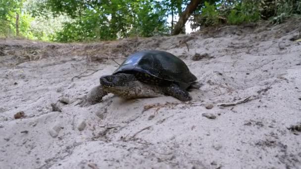 River Turtle Crawling on the Sand near Riverbank. Slow Motion - Felvétel, videó