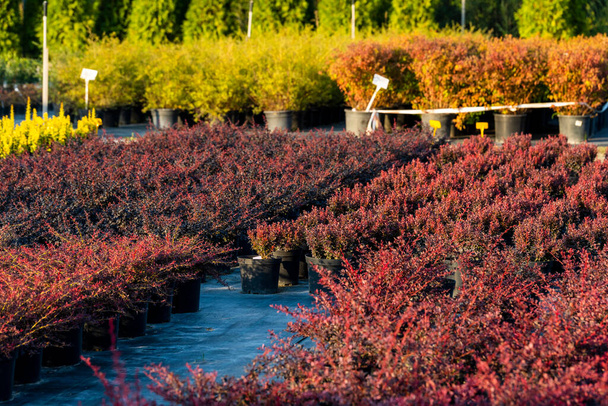 barberry shrubs for landscape gardening and planted in tubs outdoors in the garden center - Photo, Image
