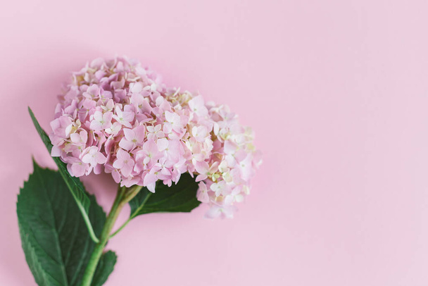 Amazing light pink Hydrangea flower on a pink pastel background.  Flat lay. Place for text. - Фото, изображение