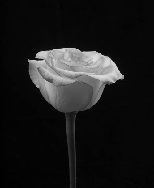 Musta ja valkoinen ruusu mustalla taustalla. monokromi - Valokuva, kuva