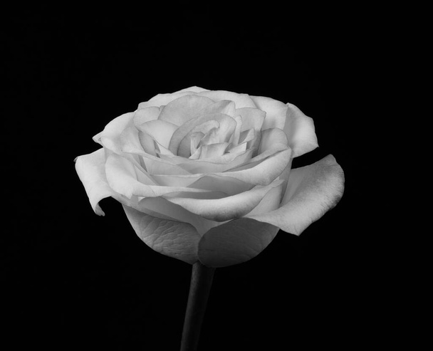 Rosa preta e branca no fundo preto. monocoma
 - Foto, Imagem