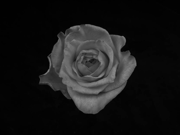Rosa negra y blanca sobre fondo negro. monocoma
 - Foto, imagen