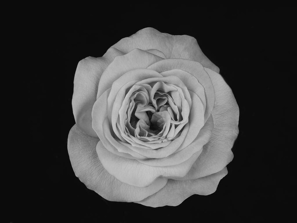 黒と白のバラの背景。モノクローム - 写真・画像