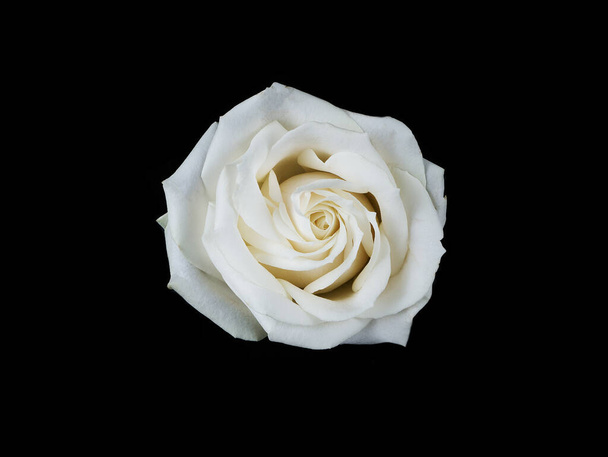 Rosa blanca aislada sobre fondo negroprimer plano
 - Foto, Imagen