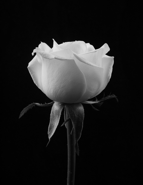 Fekete-fehér rózsa fekete háttér. monokróm - Fotó, kép