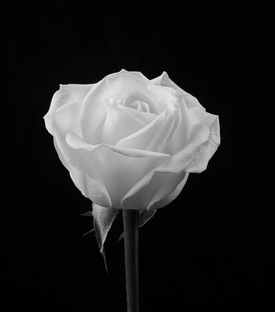 Black and White Rose on Black Background. monochome - Photo, Image