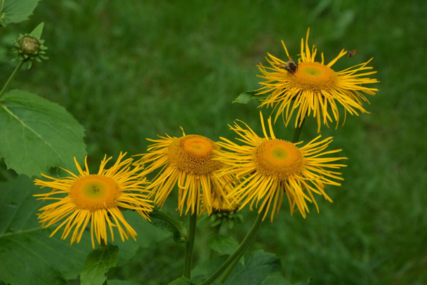 Telekia speciosa - yabani bitki. Karpat dağlarında sarı öküz gözü (Telekia speciosa) çiçekleri - Fotoğraf, Görsel