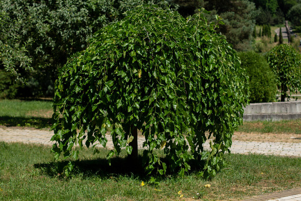 mooie boom met hangende bladeren in de tuin - Foto, afbeelding