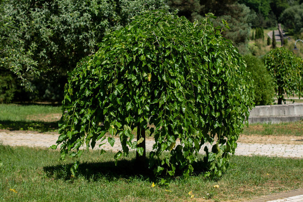 hermoso árbol con hojas colgantes en el jardín
 - Foto, imagen
