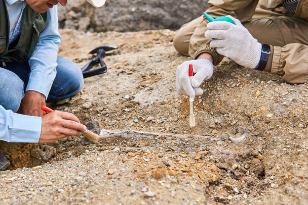 mãos de paleontólogos limpando o osso fóssil encontrado no deserto
 - Foto, Imagem