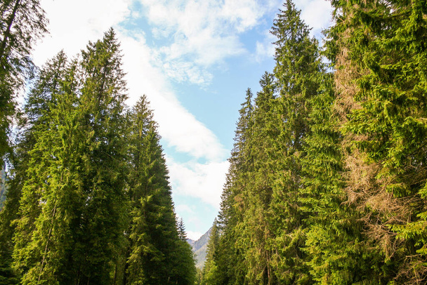 krajobraz górski w lecie. Zielona Góra Sosny i świerk w górach. Błękitne niebo - Zdjęcie, obraz