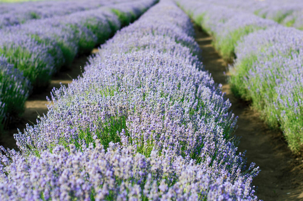 summer field of lavender, theme nature, beautiful places and agriculture - Photo, Image