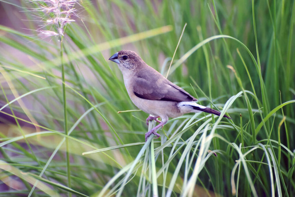 An Indian Silverbill or White-Throated-Munia perched on the slender shoots of the fountain-grass at a park in Sharjah.  - Photo, Image