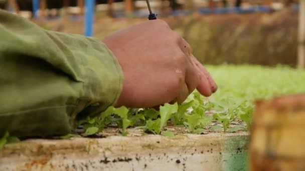 Viljelijä uudelleenistutus itäneet nuoret salaatti taimet kasvihuoneessa. Maatilan teema. Vihanneskasvien taimet teollisessa mittakaavassa - Materiaali, video