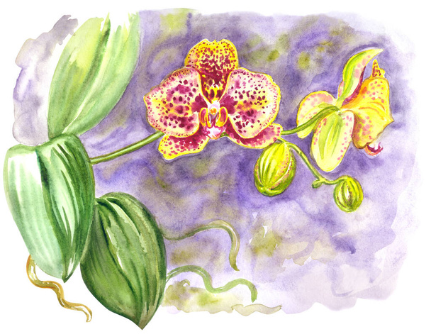 Yellow speckled orchid on a purple background, watercolor illustration, print for poster and other designs. - Foto, imagen