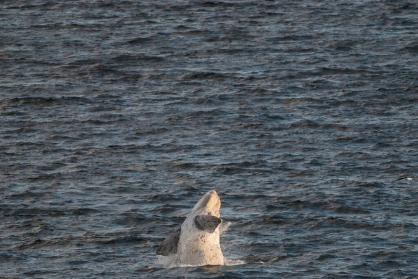 Salto de ballenas francas Sohutern, especies en peligro de extinción, Patagonia, Arge - Foto, Imagen