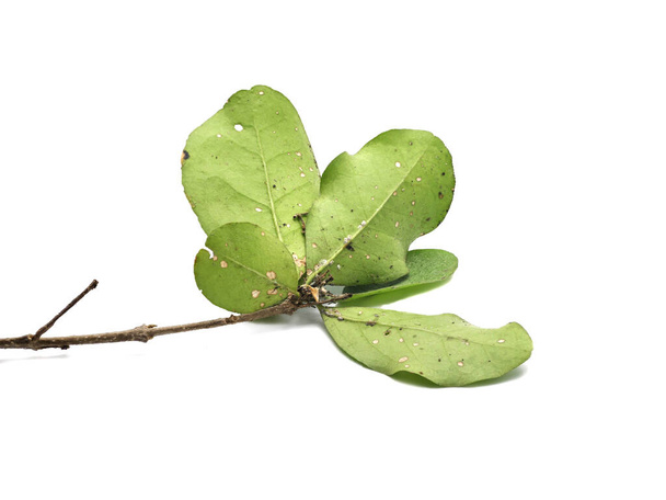 Grüne Blätter werden von Schädlingen oder Bisswürmern gefressen, die auf weißem Hintergrund isoliert sind.  - Foto, Bild
