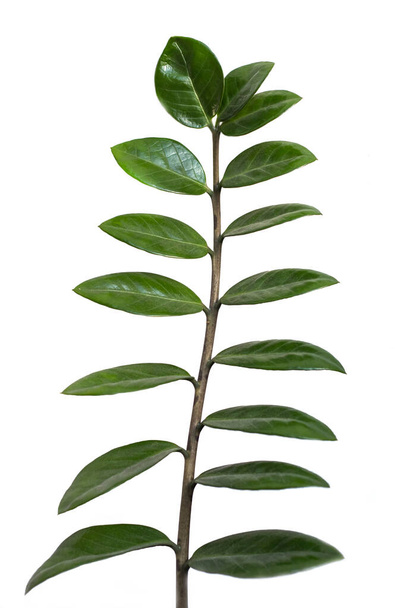 πράσινο κλαδί με λεία πράσινα φύλλα zamiokulkas, Dollar δέντρο σε λευκό φόντο. - Φωτογραφία, εικόνα