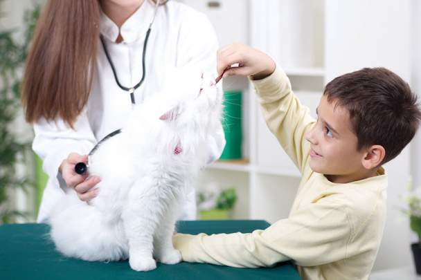 female vet with stethoscope examines white Persian cat - Fotoğraf, Görsel