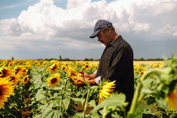 Farmer standing in the sunflower field, looking at sunflower seeds. Agriculture and harvesting concept. - Фото, изображение
