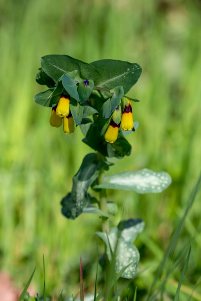 Растение (Cerinthe major) с желтыми цветами, растущими на горном лугу крупным планом в солнечный весенний день - Фото, изображение