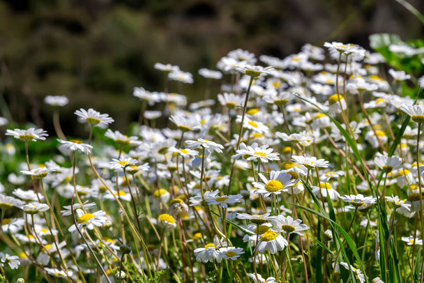 ギリシャの植物。開花、野生の白いデイジーは春の日に自然生息地でクローズアップ成長します。 - 写真・画像