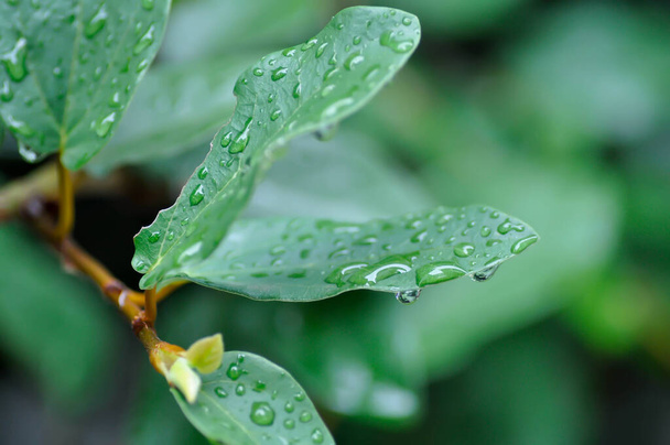 rain drop on ficus pumila or climbing fig plant - Valokuva, kuva