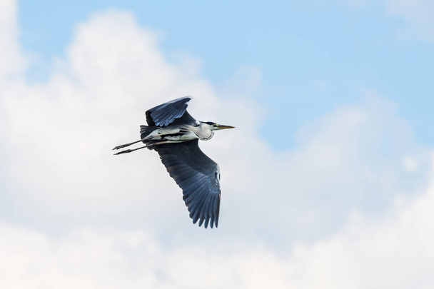 A Great Blue Heron Flying. A beautifully large wading bird flying high through the sky. - Photo, Image