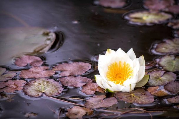 Белый цветок лилии воды среди красноватых листьев водяной лилии на поверхности воды
 - Фото, изображение