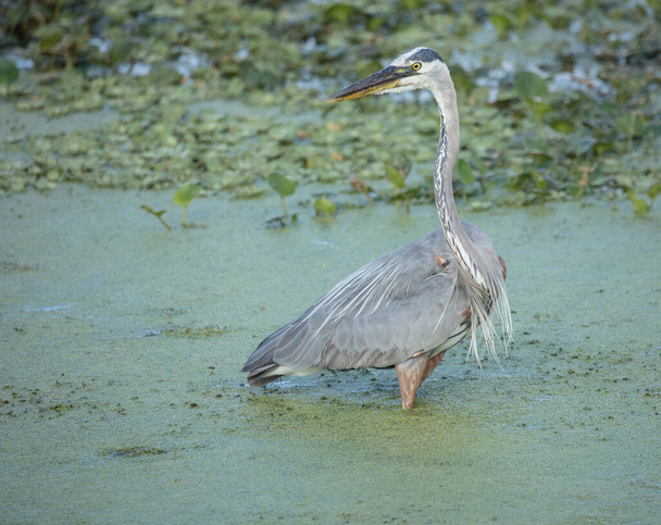 oiseau dans l'eau de l'étang, grand héron adulte  - Photo, image