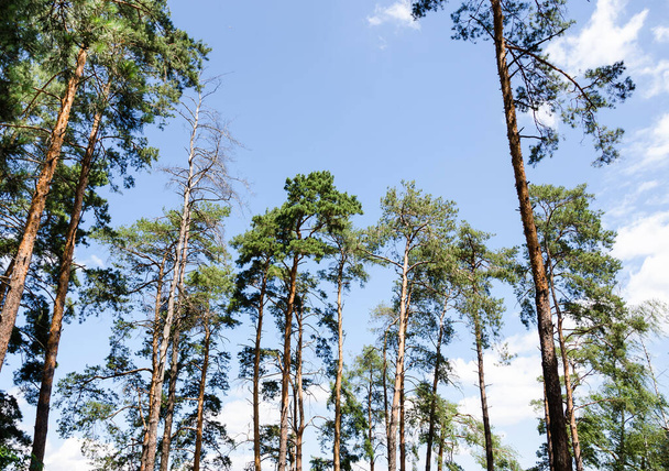 schöne Nadelbäume im Wald vor blauem Himmel. Sommersonniger Tag - Foto, Bild