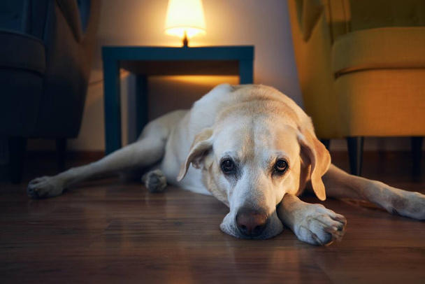 Old dog resting at cozy home. Bored labrador retriever lying down against table with chairs.  - Foto, immagini