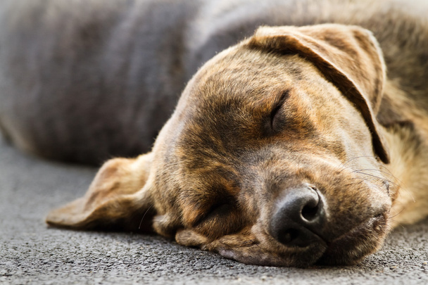alvó kutya - Fotó, kép