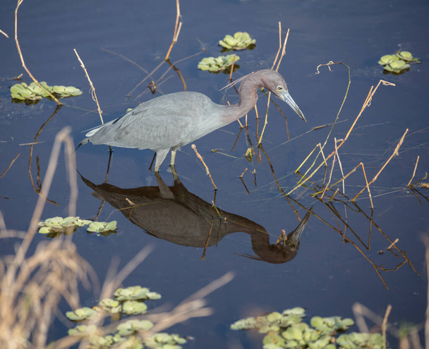 pássaro na água do lago, garça azul reflete durante a caça - Foto, Imagem