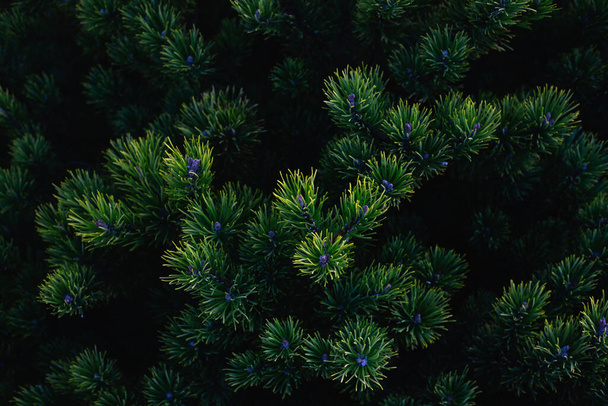 Jonge groene naalden op een groenblijvende plant in het donker. - Foto, afbeelding