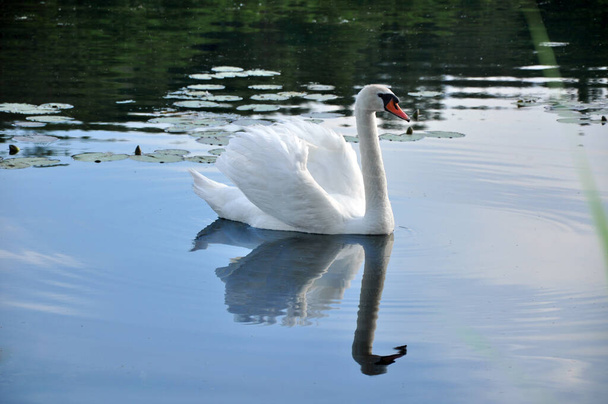 Fehér hattyú úszik a nyugodt tóban - Fotó, kép