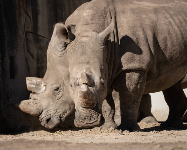 white rhino has spotted you - Φωτογραφία, εικόνα