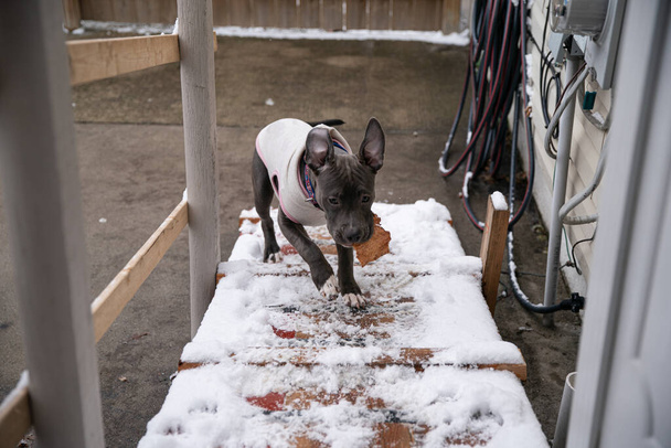 puppy with floppy ears runs on snow covered land,  Staffordshire Bull Terrier - Photo, Image