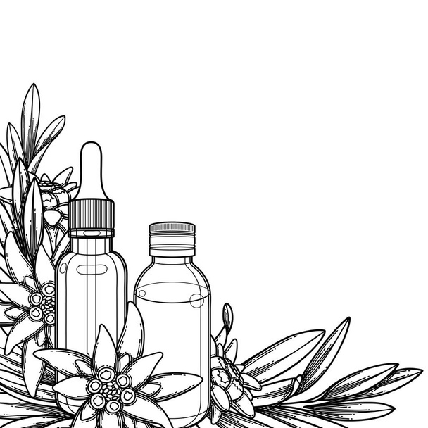 Edelweiss levelekkel és virágokkal díszített grafikus illóolajos palackok - Vektor, kép