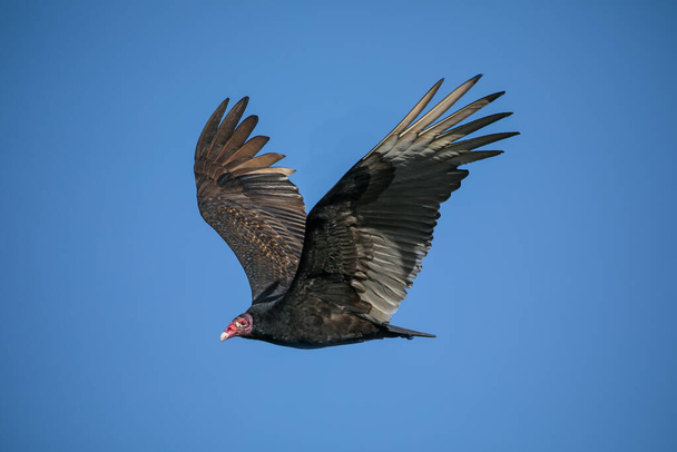 летящая чайка в полете - Фото, изображение