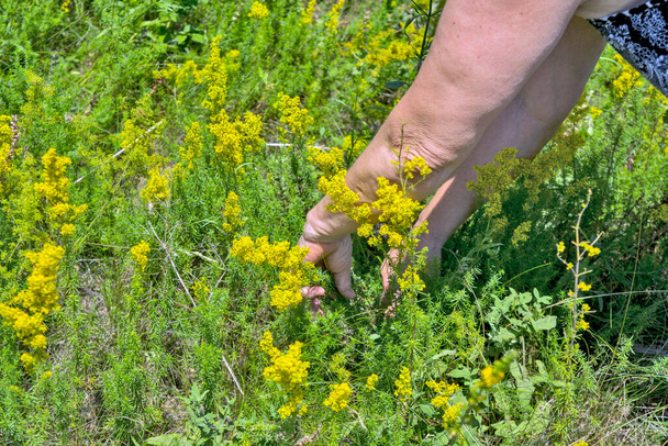 Una mujer en la naturaleza recoge ramitas de flores de Galium verum. Esta planta se cosecha con el propósito de hacer tinturas medicinales, así como guirnaldas decorativas. - Foto, imagen