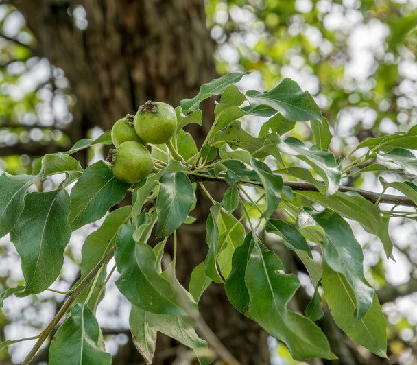 Pyrus elaeagrifolia or the oleaster-leafed pear fruit hanging on a tree branch. - Photo, Image