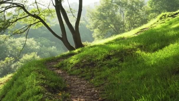 Sentier rapproché dans la forêt sur une colline éclairée par le soleil d'été. Herbe verte fraîche et feuillus. Beau paysage coloré - Séquence, vidéo