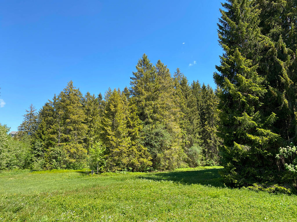 Vegyes erdők és ritkított fák a Churfirsten-hegység lejtőin és Obertoggenburg régióban, Wildhaus - St. Gallen kanton, Svájc (Kanton St. Gallen, Schweiz) - Fotó, kép