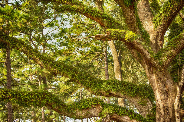 Oak Tree - Photo, Image