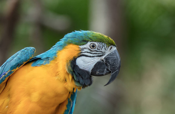 макаронний папуга в зоопарку
 - Фото, зображення