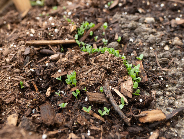 φύτρα σπόρων αναπτύσσονται στον κήπο σας από σπόρους και νερό - Φωτογραφία, εικόνα