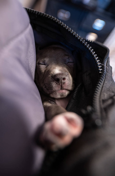 子犬犬、スタッフォードシャー・ブル・テリア睡眠 - 写真・画像