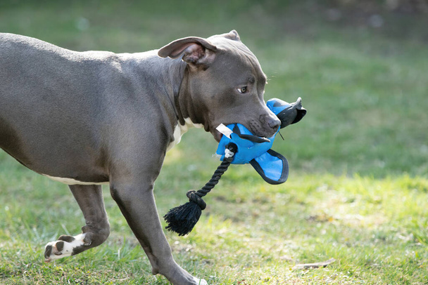 grey puppy playing in backyard meadow her favorite toy, staffordshire terrier dog - Photo, Image